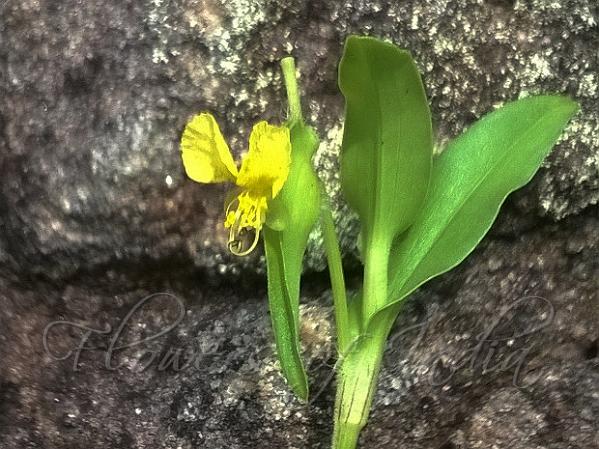 Indian Yellow Dayflower